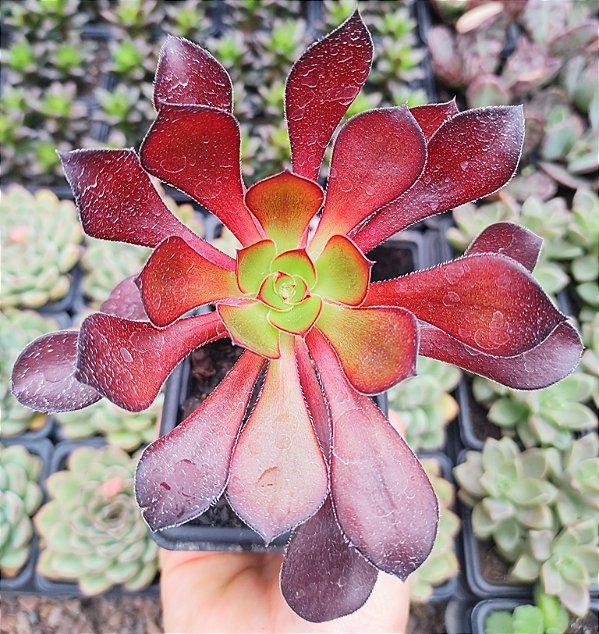 A. ZWARTKOP POTE 7
