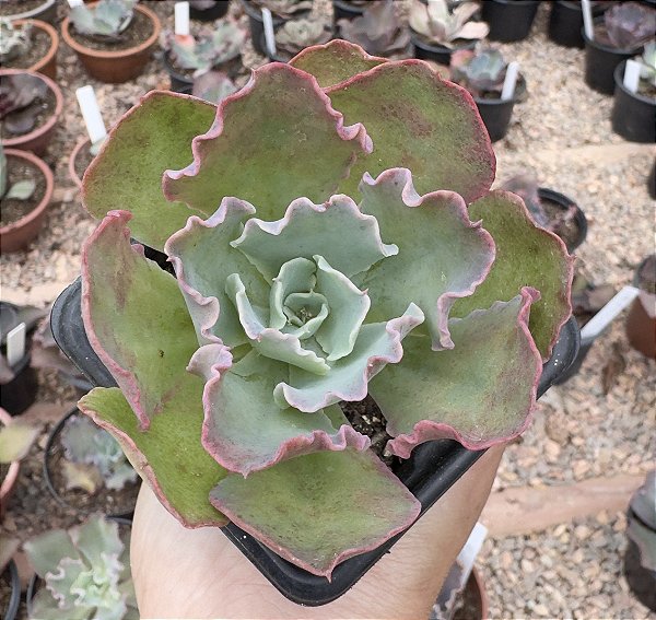 E. BLUE WAVES POTE 7