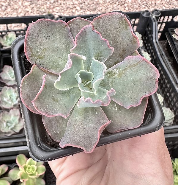 E. BLUE WAVES POTE 7