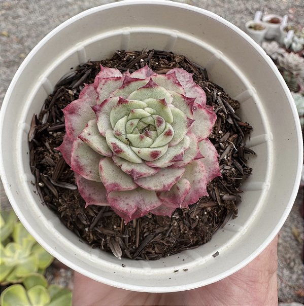 E. ZUSHA POTE 9