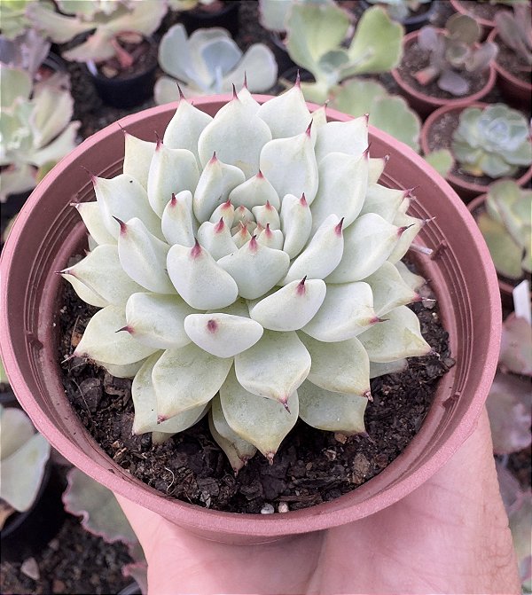 E. CUSPIDATA ZARAGOSA POTE 9