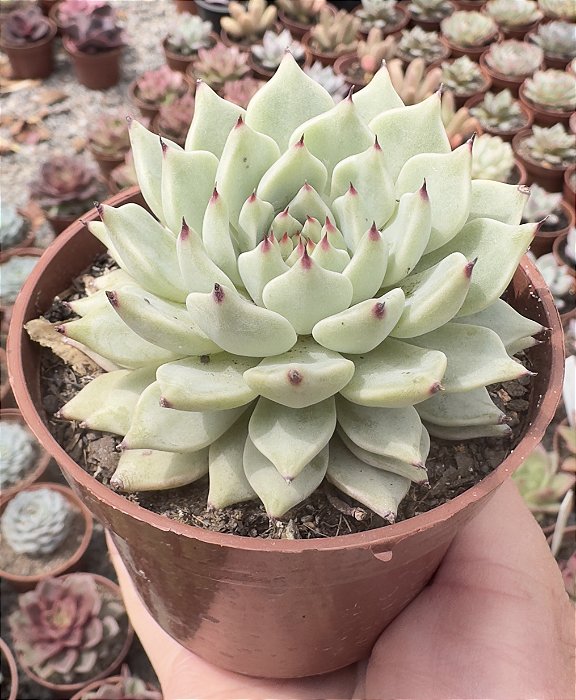 E. CUSPIDATA ZARAGOSA POTE 9