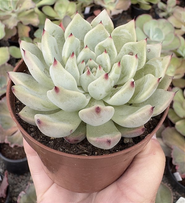 E. CUSPIDATA ZARAGOSA POTE 9