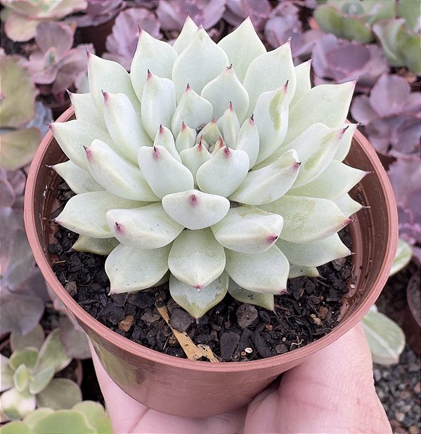 E. CUSPIDATA ZARAGOSA POTE 9