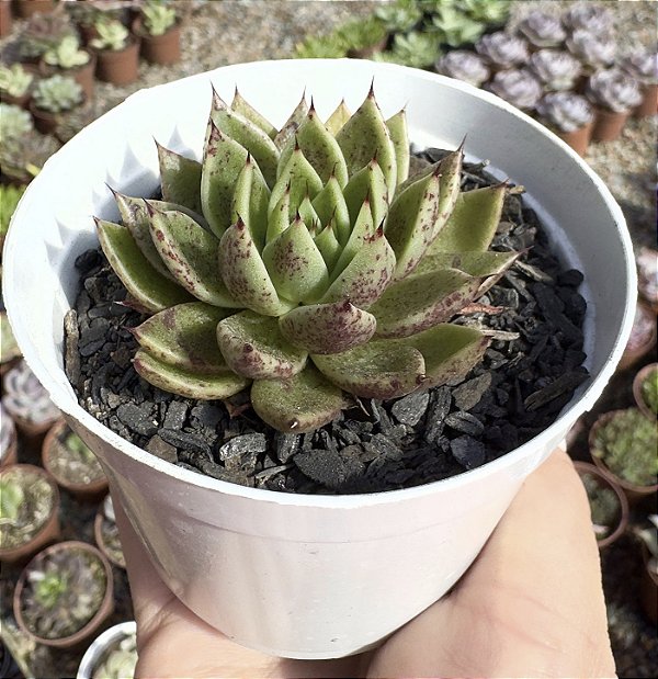 E. DAPHINIS POTE 9