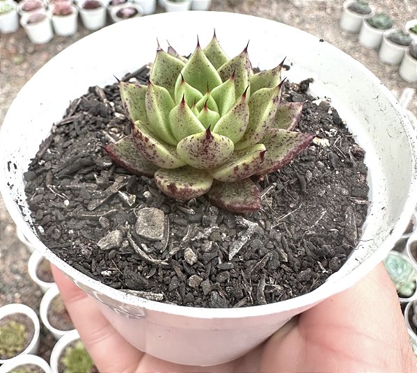 E. DAPHINIS POTE 9