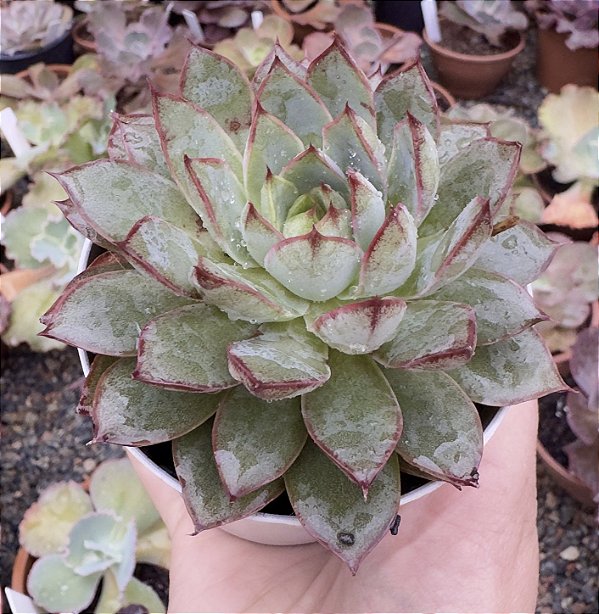 E. ENDORPHIN POTE 9