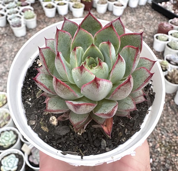 E. ENDORPHIN POTE 9