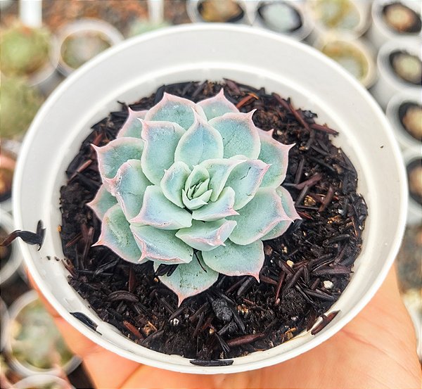 E. OCEAN RAIN POTE 9