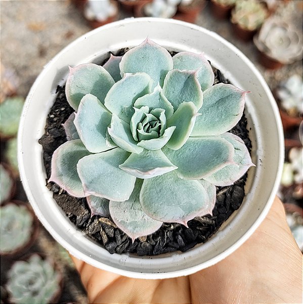 E. OCEAN RAIN POTE 9