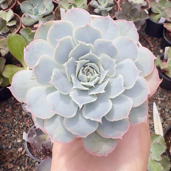 E. OCEAN RAIN POTE 9