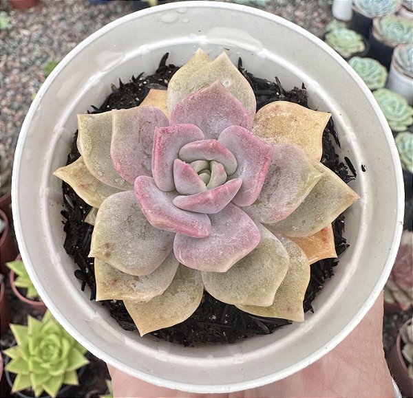 GRAP. PURPLE DELIGHT POTE 9