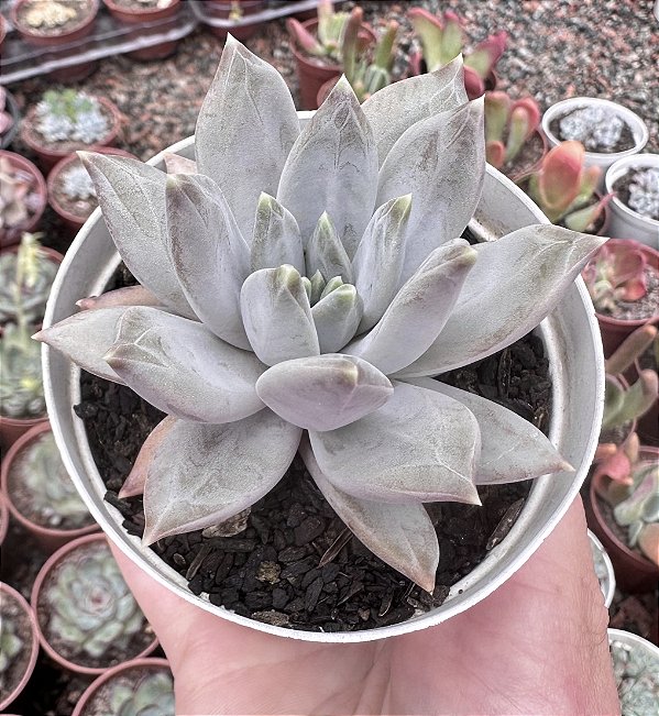 E. COMPASSION POTE 9