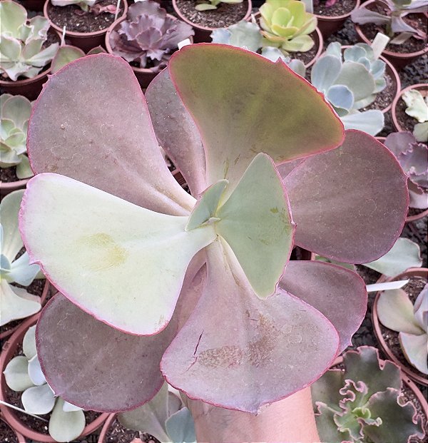 E. GIBB. MAUNA POTE 9