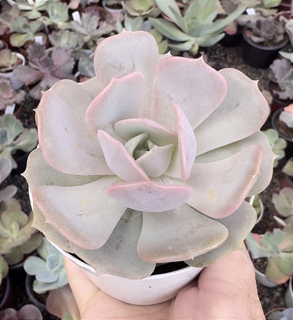 E. PINK FLAMINGO POTE 9