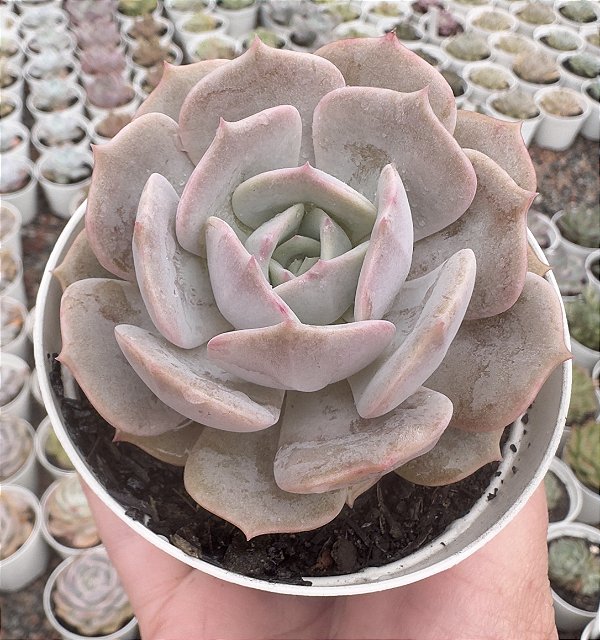 E. PINK FLAMINGO POTE 9