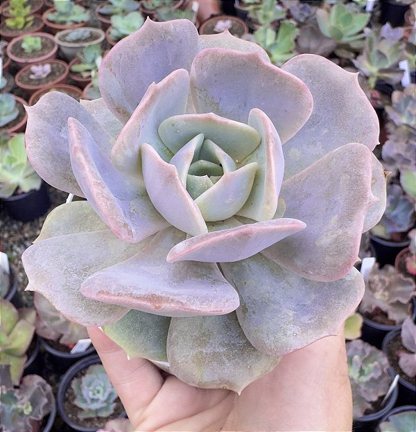 E. PINK FLAMINGO POTE 9