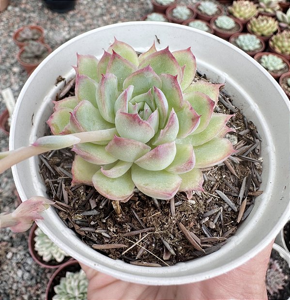 E. LÁBIOS ROSADOS POTE 9