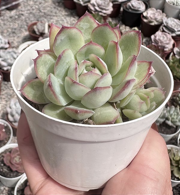 E. LÁBIOS ROSADOS POTE 9