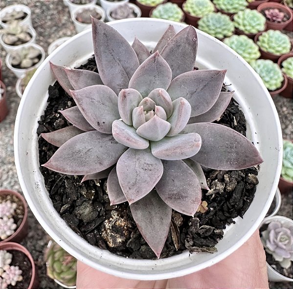 E. CRAIGIANA POTE 9