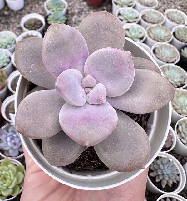 GRAP. MURASAKI POTE 9