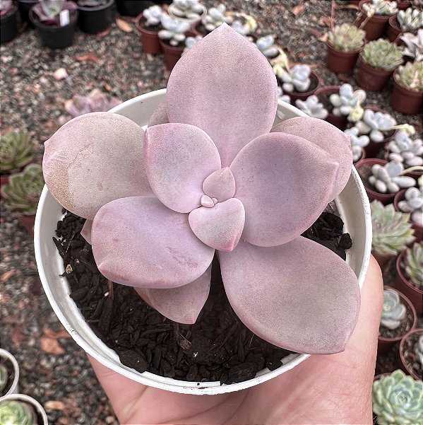 GRAP. MURASAKI POTE 9