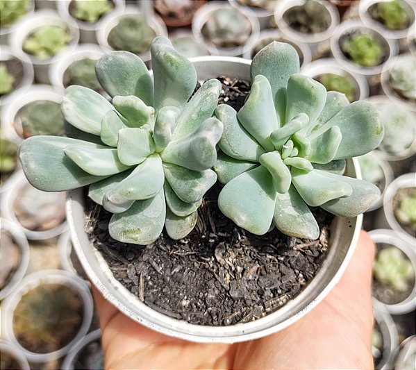 PACHY. ALBOCARINATA POTE 9