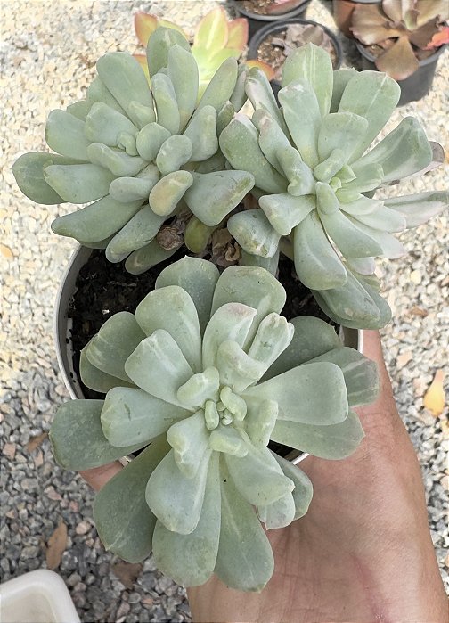 PACHY. ALBOCARINATA POTE 9