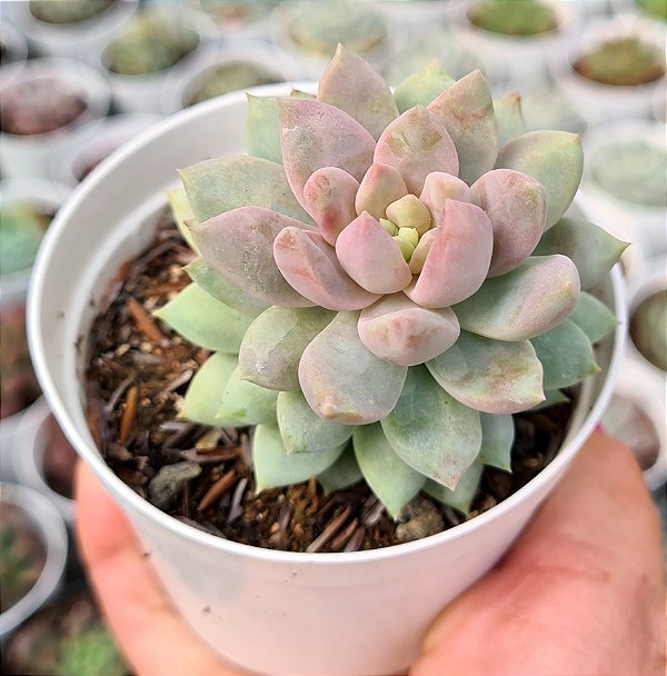 S. LILAC MIST POTE 9