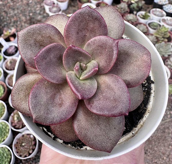 E. MORANI X XICHUENSIS POTE 9