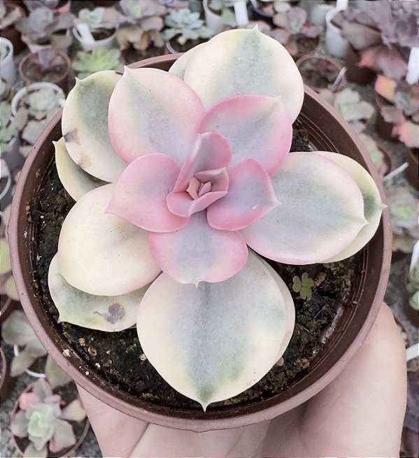 E. RAINBOW POTE 9