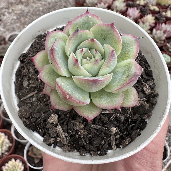 E. SILHOUETTE POTE 9