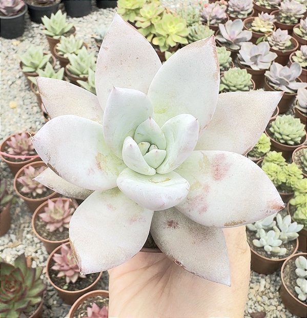 E. MEXICAN GIANT POTE 9