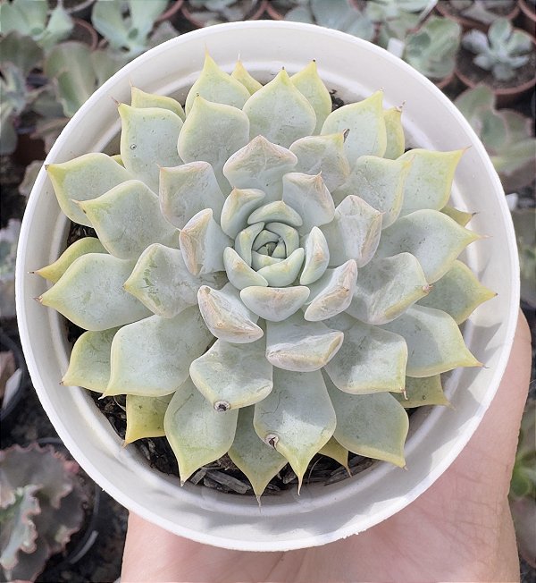 E. BETINA POTE 9