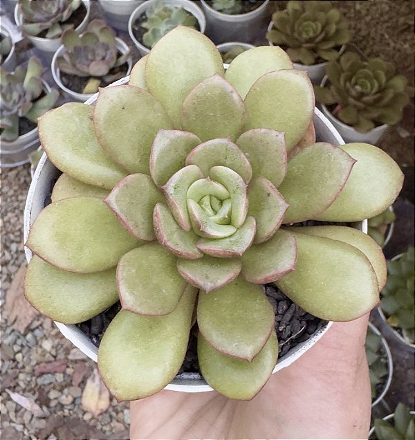 E. BUTTERFARBLE POTE 9