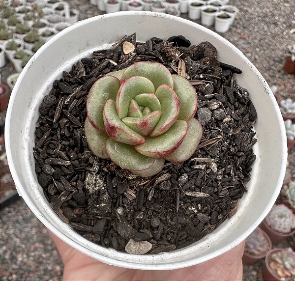 E. BUTTERFARBLE POTE 9