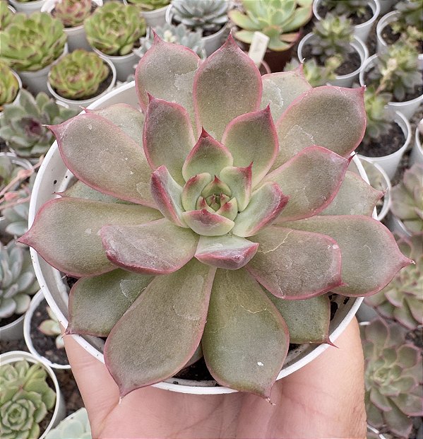 E. VERTIX RUBRAE POTE 9