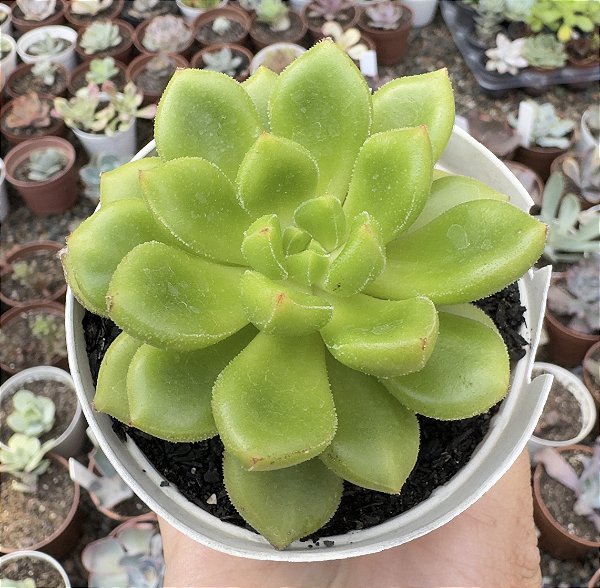 CREMNERIA CHUBBS POTE 9