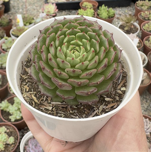 E. MINIMA CV. MINIOUHIKOU POTE 9