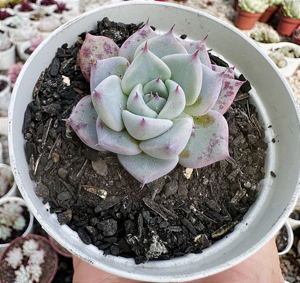 E. LAREGA POTE 9