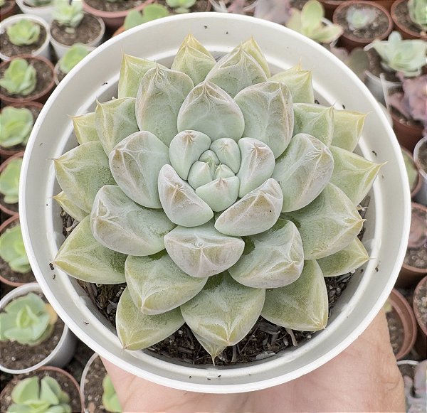 E. NIGHT CLOUD POTE 9