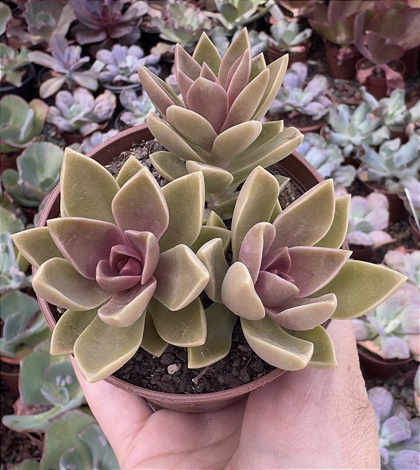 SED. EBRACTEATUM POTE 9