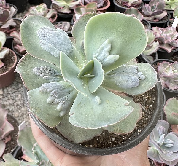 E. GIBB. CLASSIC BALLS POTE 11