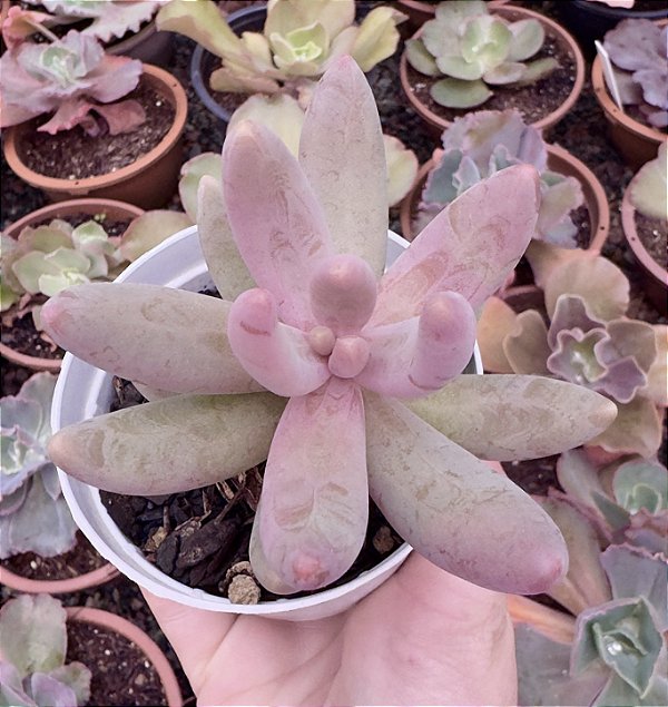 P. GANZHOU POTE 9