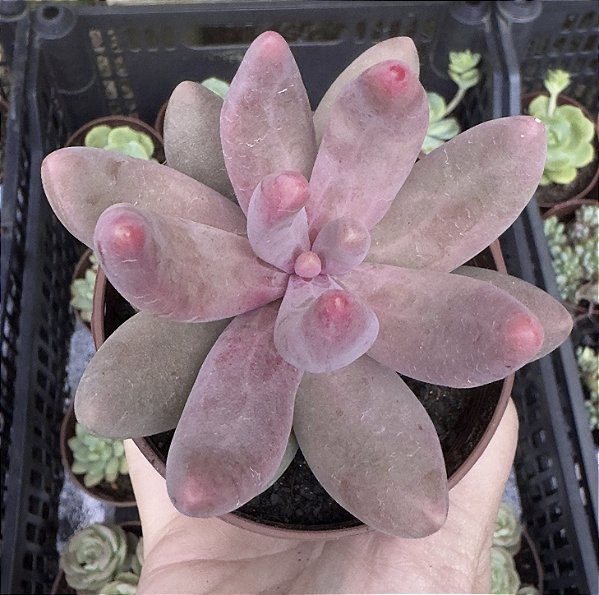 P. GANZHOU POTE 9