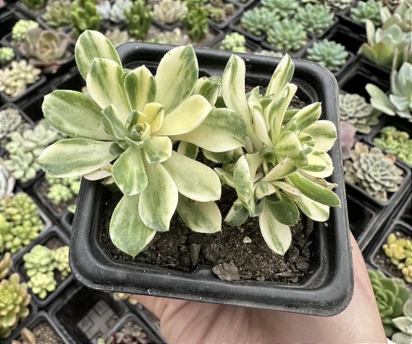 A. CASTELLO-PAIVAE POTE 7