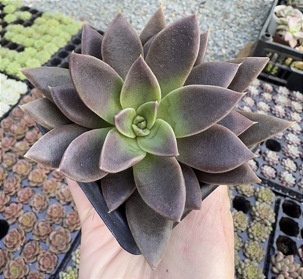 E. SERRANA POTE 7