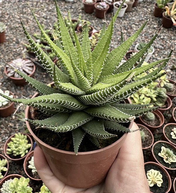 H. FASCIATA POTE 9