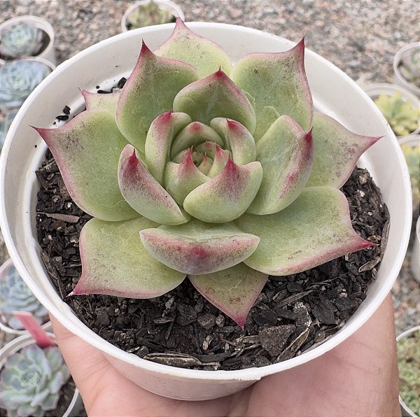 E. AGAV. MERCURY POTE 9