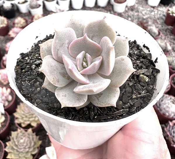E. LITTLE ROSE POTE 9